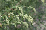 Standley's goosefoot